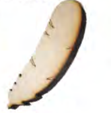 Carving Neckerchief Slide - Feather