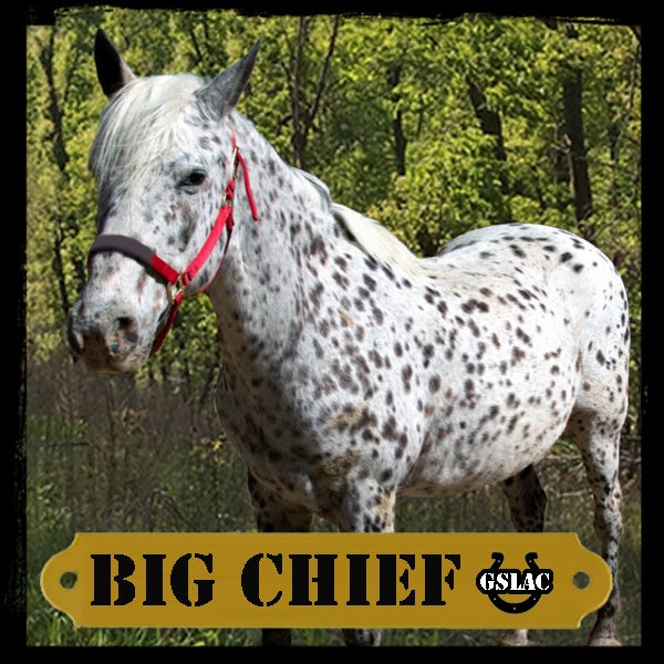 Sticker 3" Horse - Big Chief